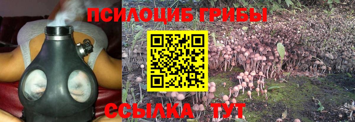 Псилоцибиновые грибы Cubensis Октябрьский
